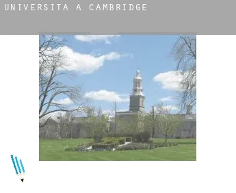Università a  Cambridge