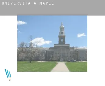 Università a  Maple